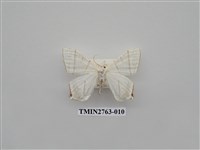 藏品(尺蛾332)的圖片